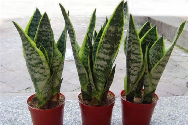 辦公室植被擺放