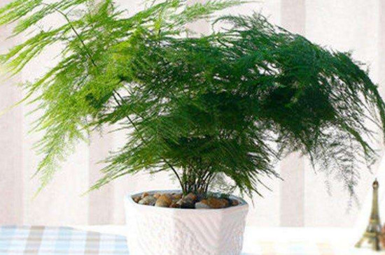 客廳電視機旁邊擺什麼植物好