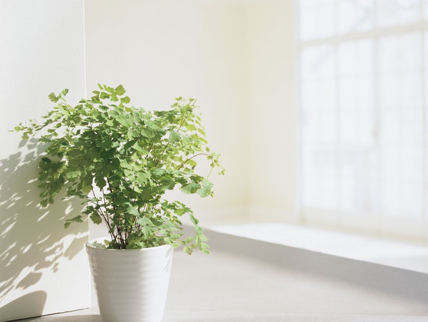 衛生間擺放植物有哪些風水講究