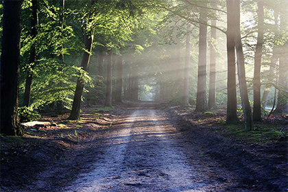 砍院里的樹有什麼忌諱嗎 院里樹木布置有何講究