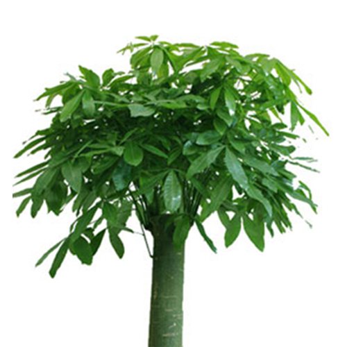 做生意買什麼綠植招財