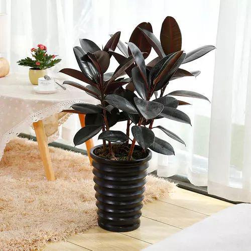 鎮宅綠植花卉哪種好養