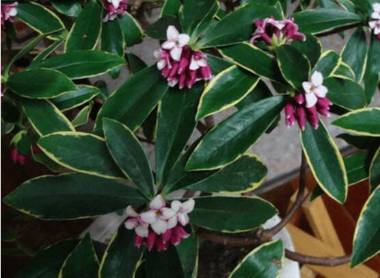 大廳放什麼植物最旺財