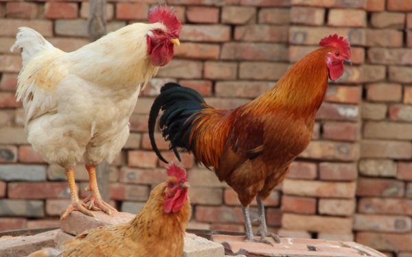 屬雞人出生日命運是哪些 十三出生的人最吉祥