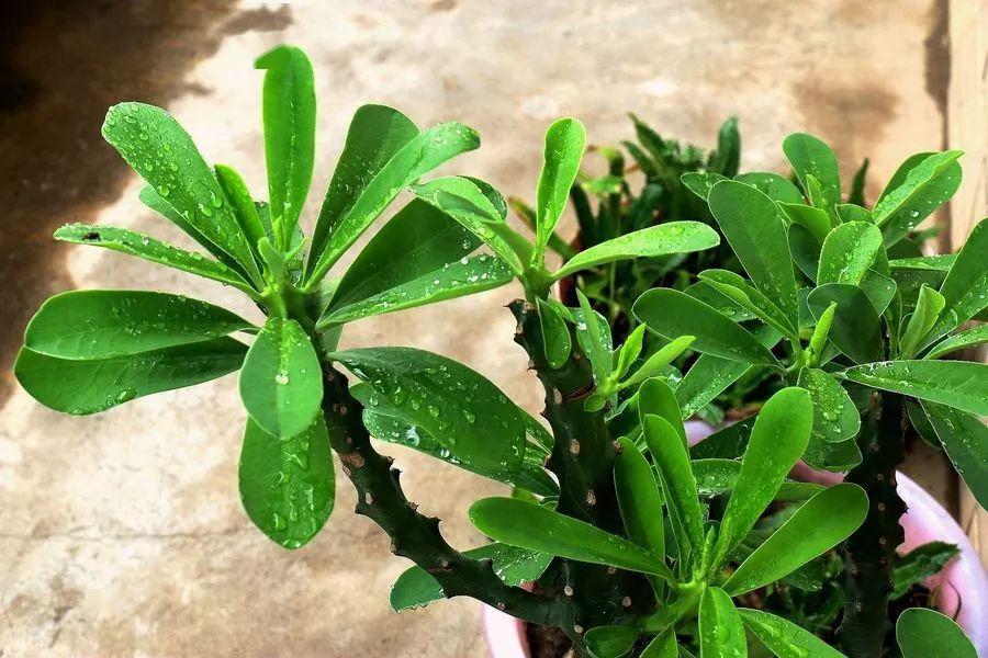 鎮宅綠植花卉哪種好養
