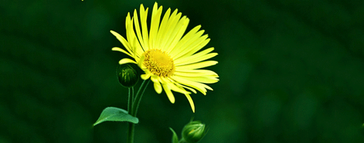 居家招財的風水技巧有哪些?