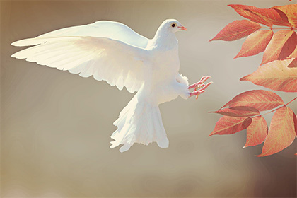 小鳥拉屎在頭上是不是有不好的預兆