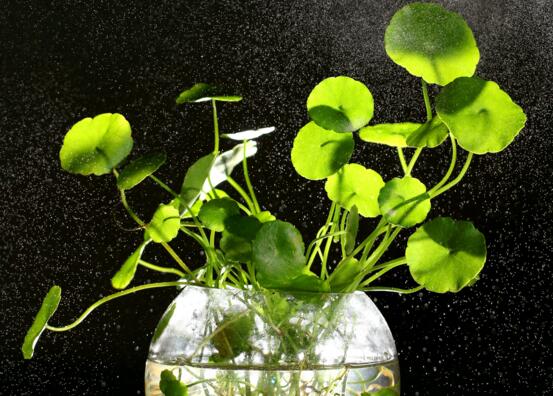 樓房客廳養什麼花最好