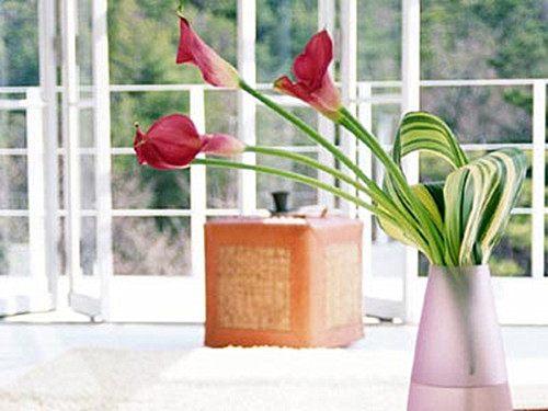 辦公室養花風水好不好？養哪些花最好？