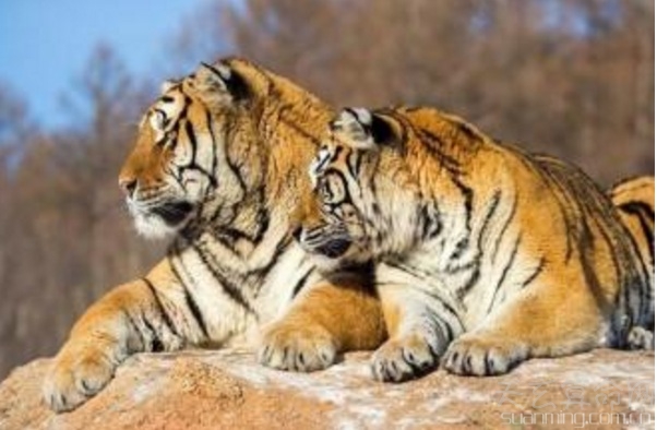 屬虎人出生日的命運    屬虎人比較好命的出生日