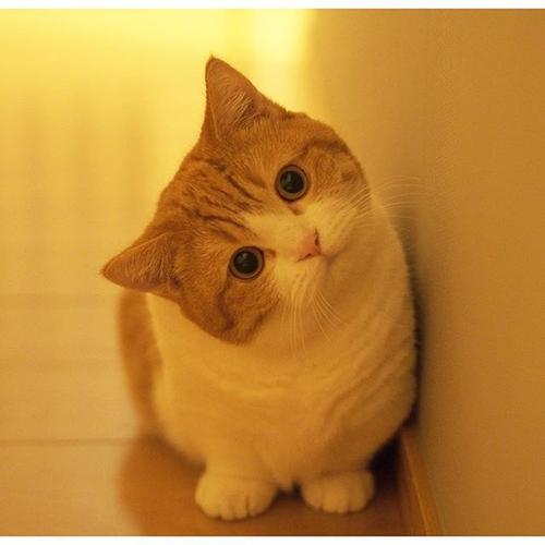 養貓有這幾點好處 養貓的禁忌解析