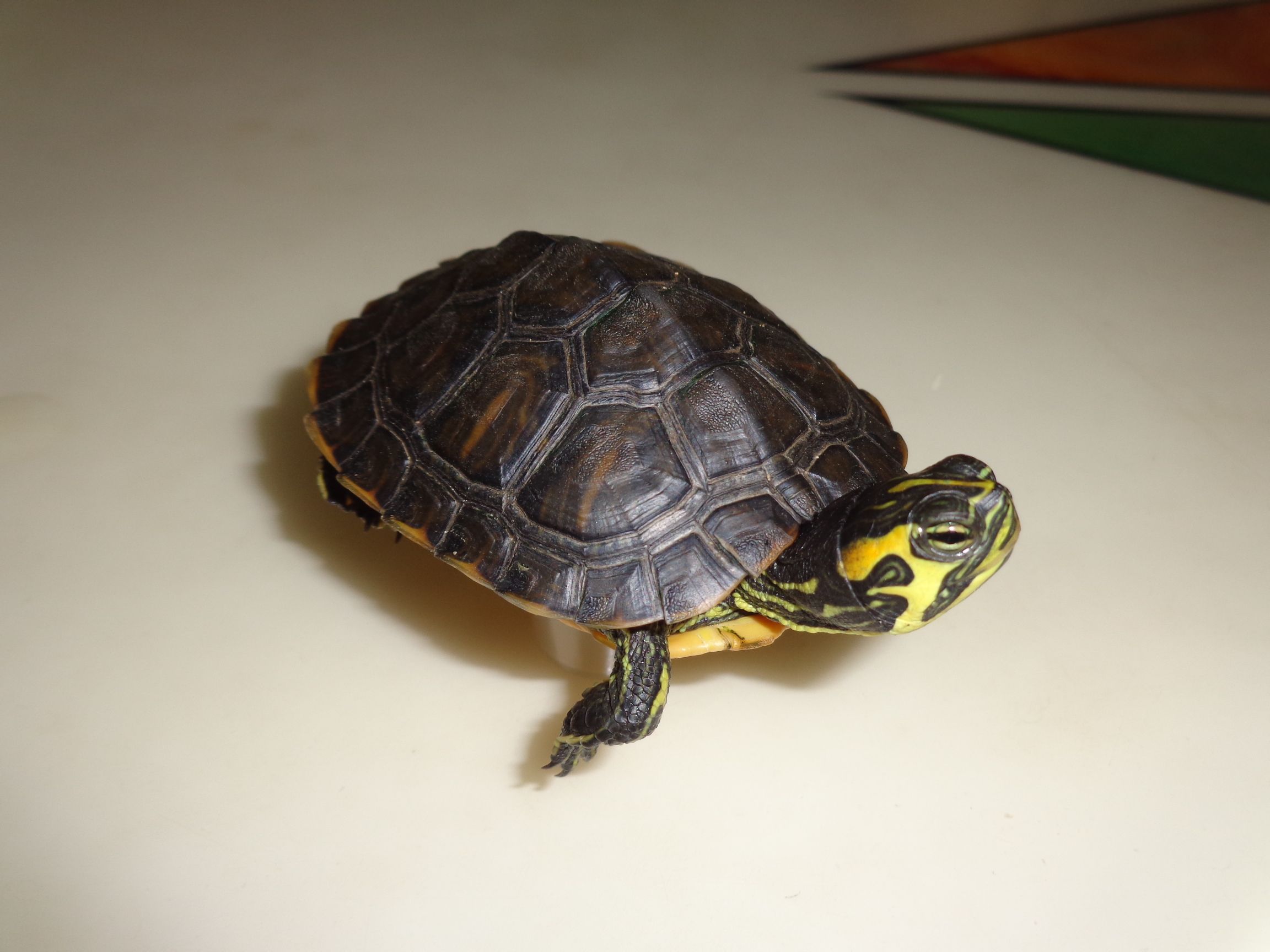 辦公室適合養烏龜嗎?養烏龜有什麼風水作用?