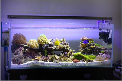 魚缸養魚的注意事項 一不留神破財招災