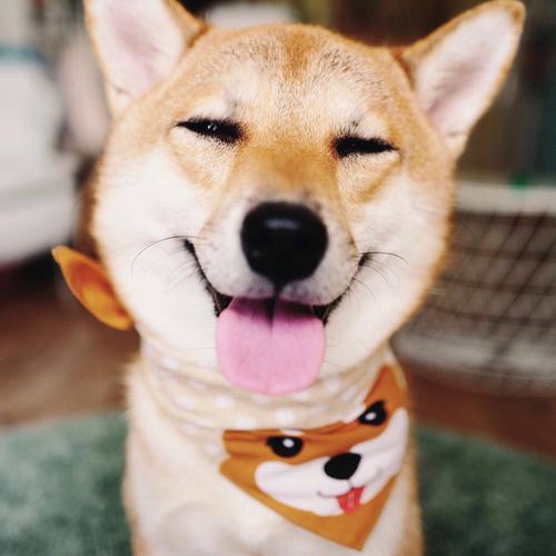 狗上門是吉兆 事業愛情財運皆豐收