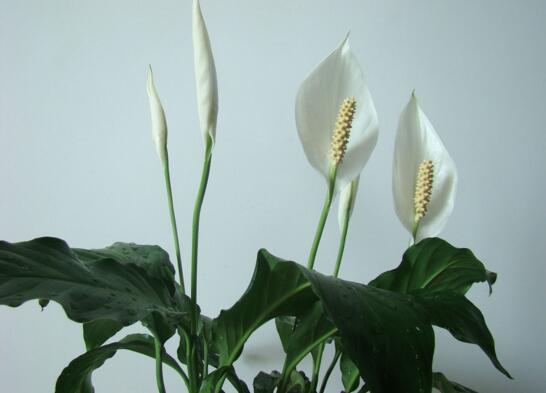 樓房客廳養什麼花最好