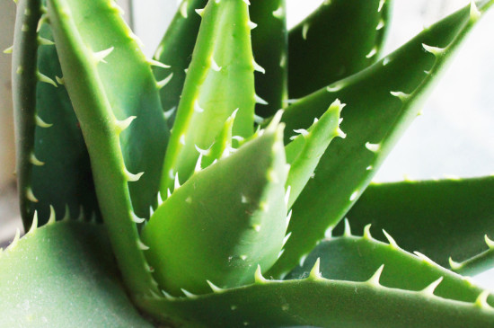 適合睡房養的植物排名