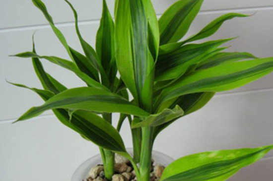 客廳電視機旁邊擺什麼植物好