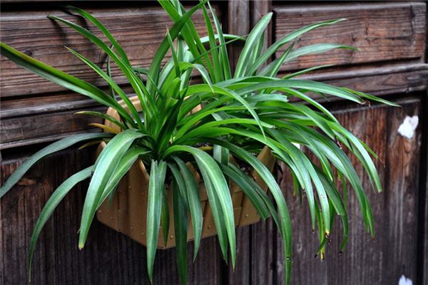 衛生間適合養的植物