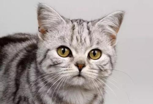 怎麼養貓能招財 養貓招財還是養狗招財