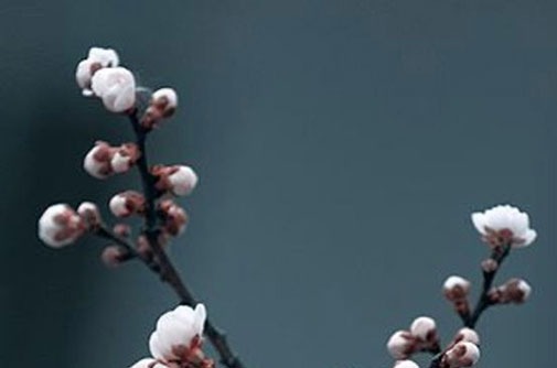 屬狗的用什麼手機尾號 生肖狗有價值的號碼數字