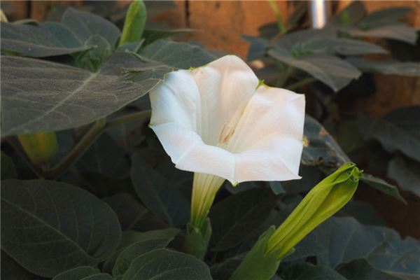 家裡千萬不能養的6種花