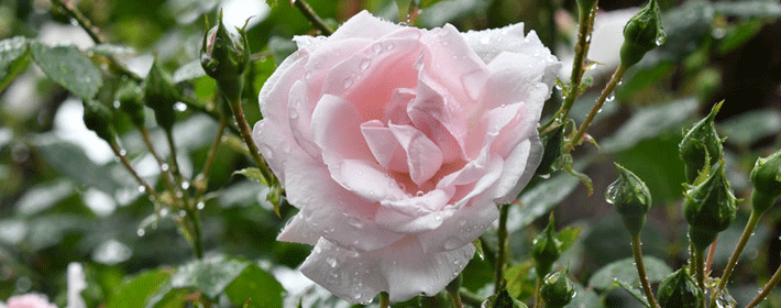 牆上掛一物,讓你招財旺運,洪福齊天