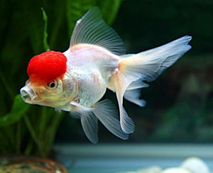 辦公室養魚的風水