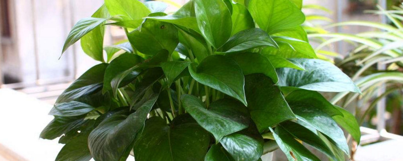 客廳電視機旁邊擺什麼植物好