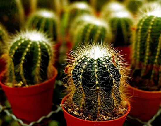 什麼植物凈化空氣最好