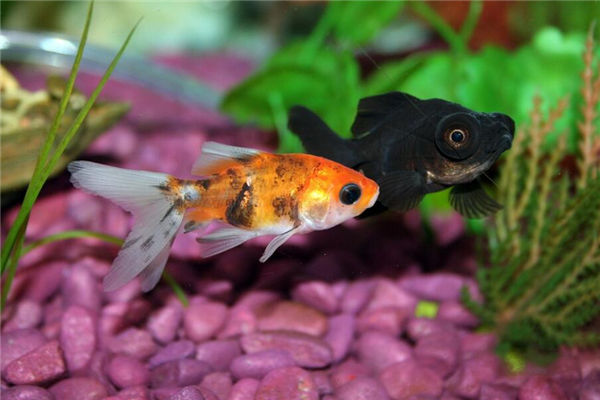 客廳魚缸擺放位置講究