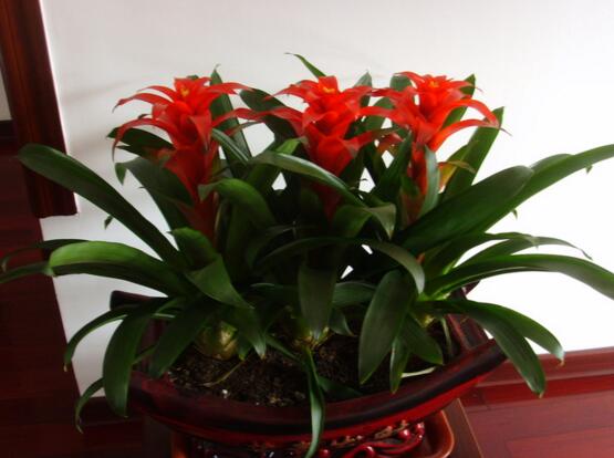 樓房客廳養什麼花最好