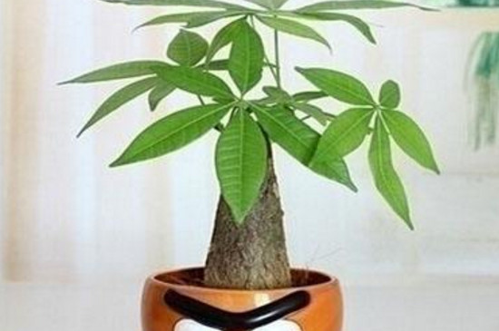 客廳電視機旁邊擺什麼植物好