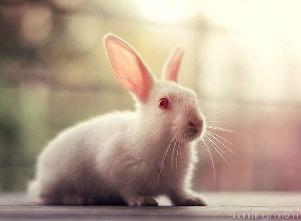 屬兔人出生日的命運   比較好命的屬兔人的出生時間