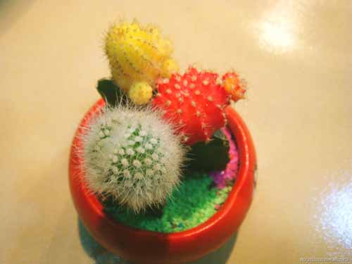 如何斬斷丈夫的爛桃花