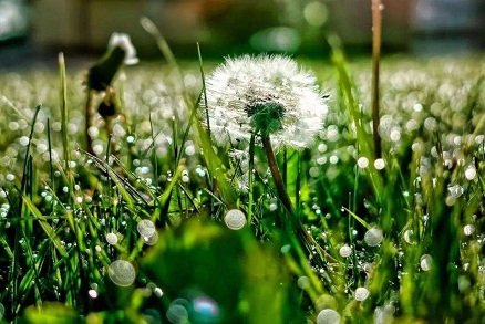 麒麟象徵的是什麼動物？有什麼說法？