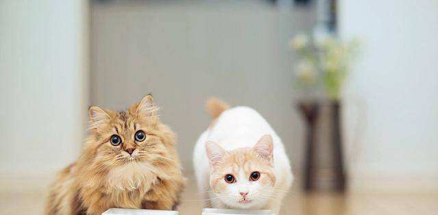 什麼顏色的貓最旺財 什麼風水方位適合養貓