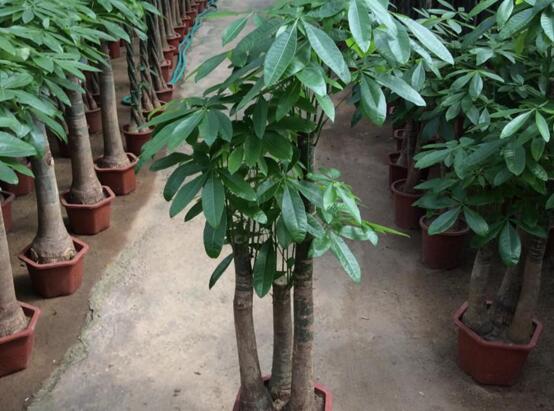 大廳放什麼植物最旺財