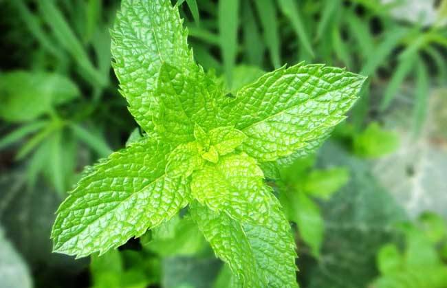 薄荷對風水有什麼作用?辦公室可以養殖薄荷嗎?