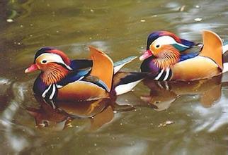 婚戀類吉祥物品