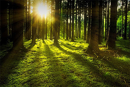 砍院里的樹有什麼忌諱嗎 院里樹木布置有何講究