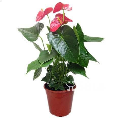 紅掌可以擺放在辦公室嗎?紅掌放在辦公室對風水有什麼影響?