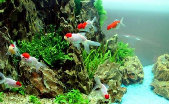 客廳魚缸的最佳擺放圖