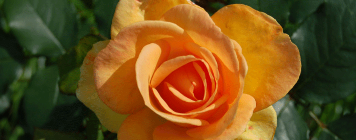 卧室有衛生間風水好不好