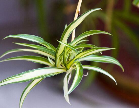 什麼植物凈化空氣最好