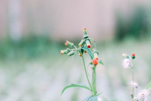 2013年九星風水運勢