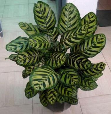 客廳放什麼植物最好養