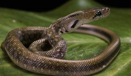 有蛇擋路必有緣由 關於蛇還有什麼說法