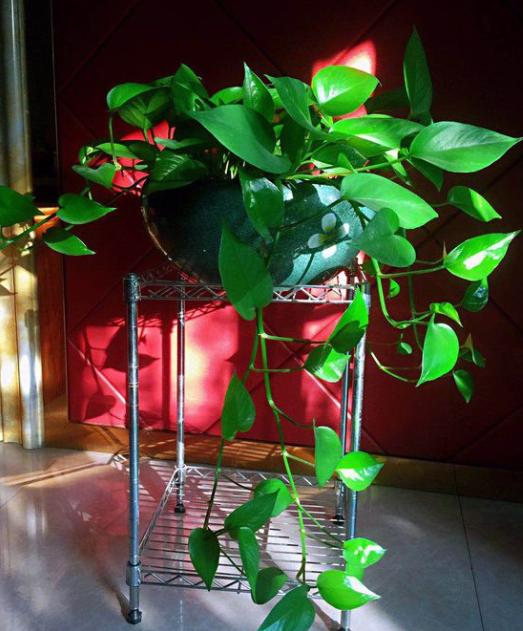 客廳放什麼植物最好養