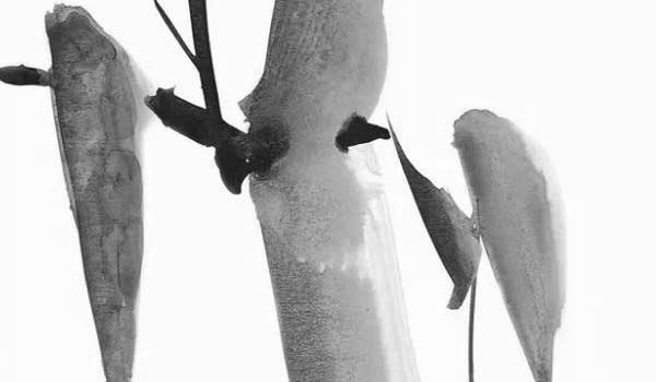 客廳掛什麼風水畫