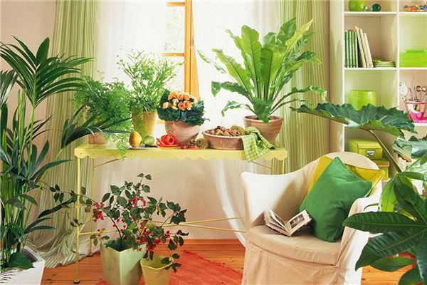 卧室植物風水的講究,你都知道嗎?